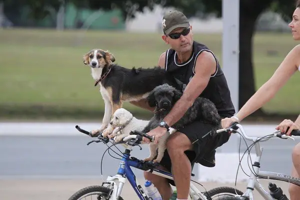 Как да не транспортирате кучето си