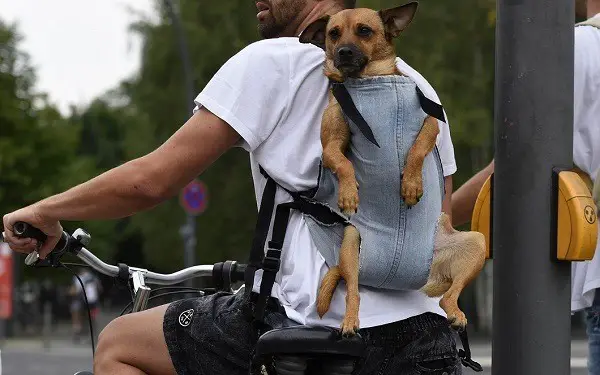 раница за транспортиране на куче на велосипед