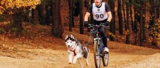 Как да транспортираме куче на велосипед: най-добрите начини